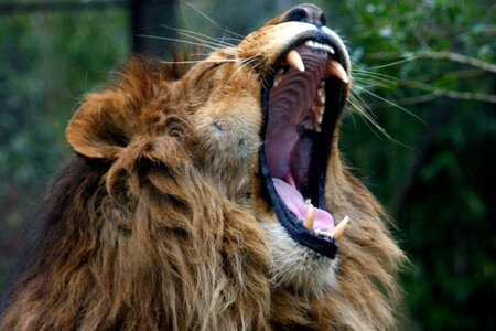 animaux, lion 2