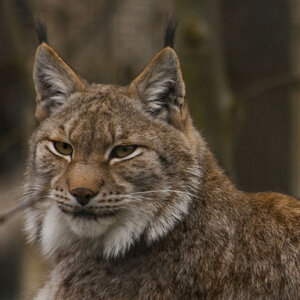 animaux, lynx de siberie 2