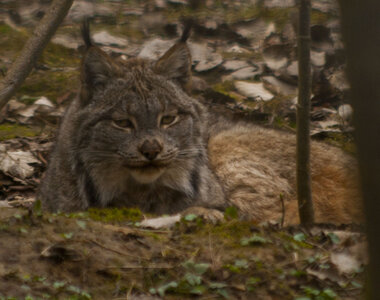 animaux, lynx du canada_1