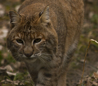 animaux, lynx roux