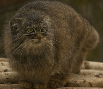 animaux, manul