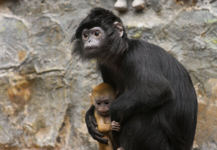 animaux, mere et petit