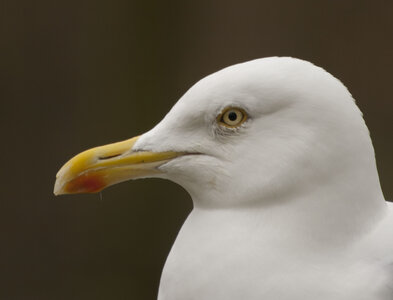 animaux, mouette