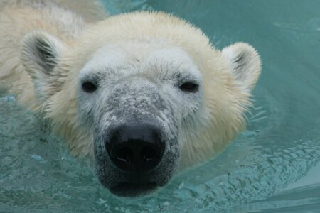 animaux, ours polaire