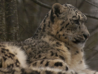 animaux, panthere des neige