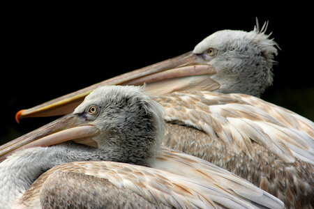 animaux, pelican frisé 3