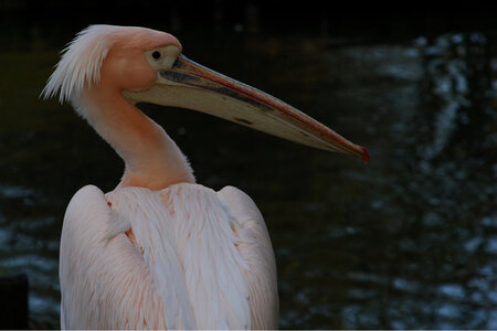 animaux, pelicans 2