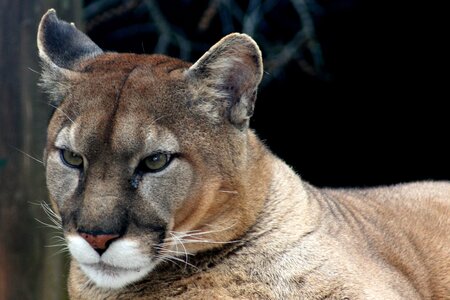animaux, puma