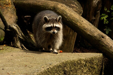 animaux, raton laveur