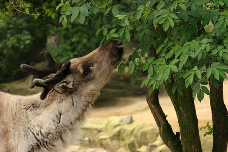 animaux, renne