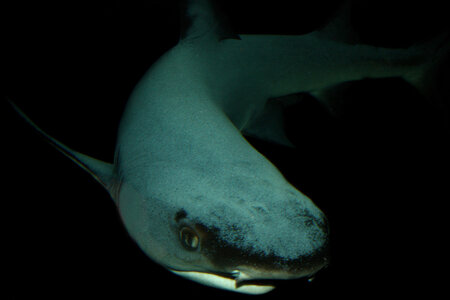 animaux, requin copie