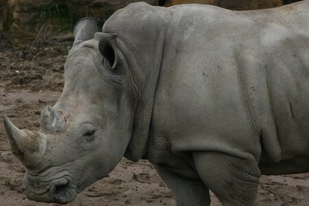 animaux, rhinocerros