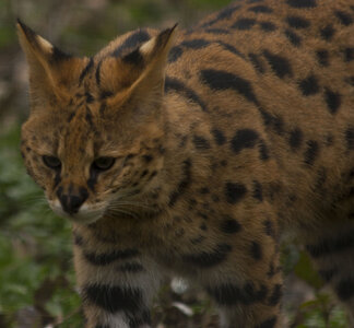 animaux, serval