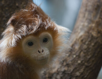 animaux, singe marron