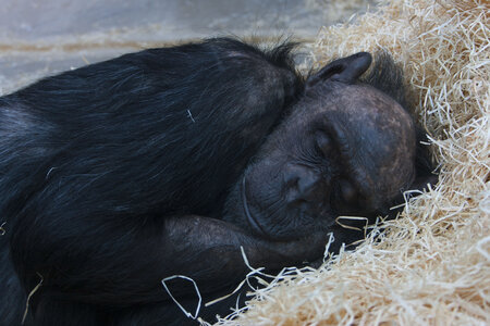 animaux, singe qui dors