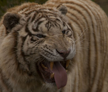 animaux, tigre blanc 4
