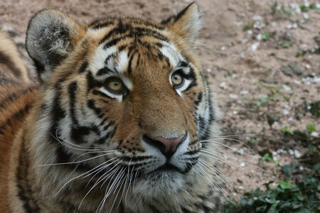 animaux, tigre de siberie