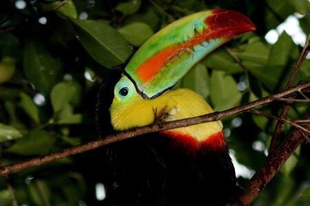 animaux, toucan
