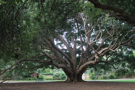 Sydney/Blue mountain, IMG_1377