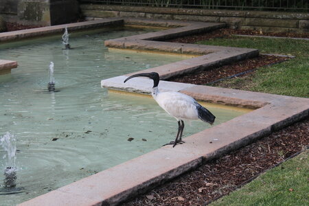 Sydney/Blue mountain, IMG_1384