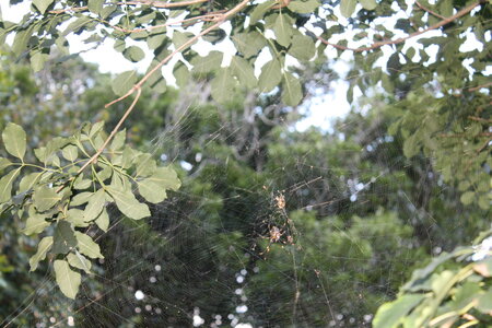 Sydney/Blue mountain, IMG_1406