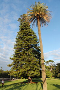Sydney/Blue mountain, IMG_1435