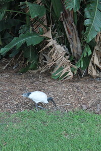 Sydney/Blue mountain, IMG_1484