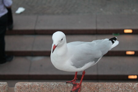 Sydney/Blue mountain, IMG_1523