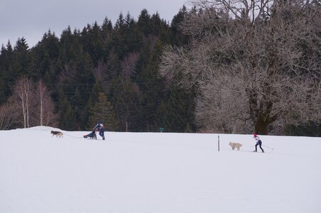Course de chiens de traineau La Pesse 2013, DSC02595  Copier 