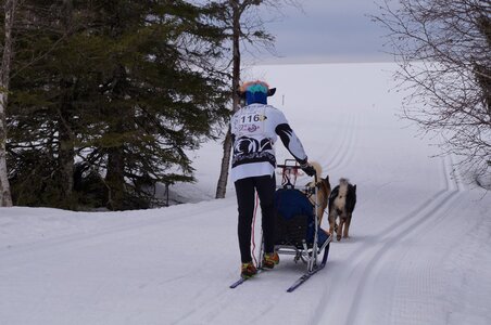 Course de chiens de traineau La Pesse 2013, DSC02608  Copier 