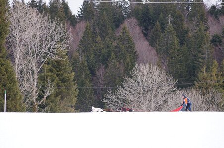Course de chiens de traineau La Pesse 2013, DSC02618  Copier 