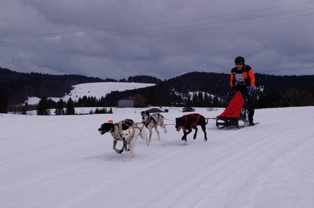 Course de chiens de traineau La Pesse 2013, DSC02619  Copier 