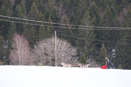 Course de chiens de traineau La Pesse 2013, DSC02620  Copier 