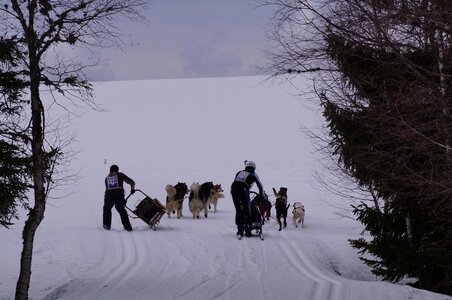 Course de chiens de traineau La Pesse 2013, DSC02659  Copier 