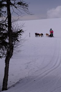 Course de chiens de traineau La Pesse 2013, DSC02665  Copier 