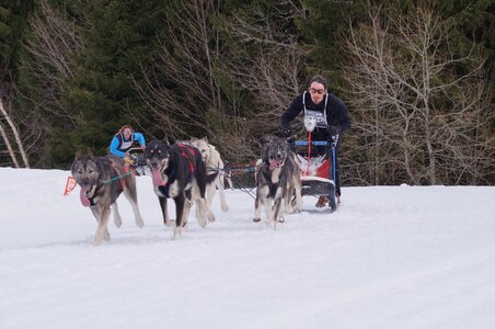 Course de chiens de traineau La Pesse 2013, DSC02682  Copier 