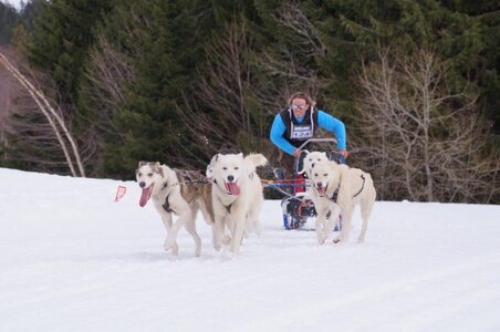 Course de chiens de traineau La Pesse 2013, DSC02683  Copier 