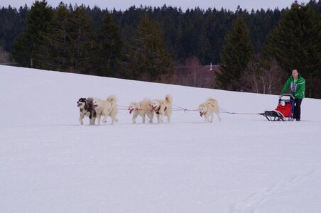 Course de chiens de traineau La Pesse 2013, DSC02687  Copier 