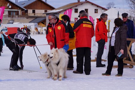 Course de chiens de traineau La Pesse 2013, DSC02843  Copier 