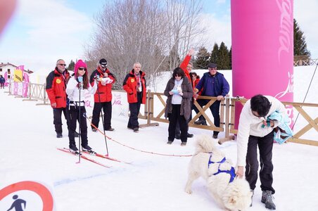 Course de chiens de traineau La Pesse 2013, DSC02847  Copier 