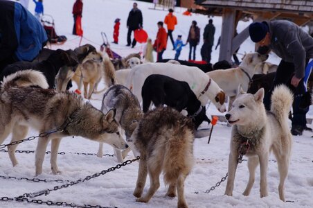 Course de chiens de traineau La Pesse 2013, DSC02901  Copier 