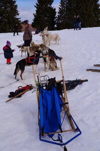 Course de chiens de traineau La Pesse 2013, DSC02907  Copier 