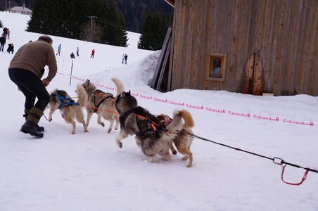 Course de chiens de traineau La Pesse 2013, DSC02920  Copier 