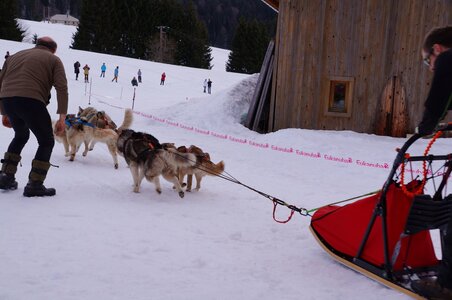 Course de chiens de traineau La Pesse 2013, DSC02921  Copier 