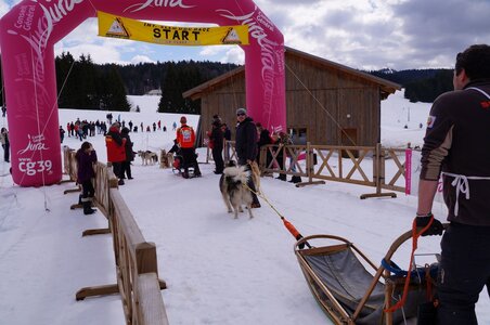 Course de chiens de traineau La Pesse 2013, DSC02931  Copier 