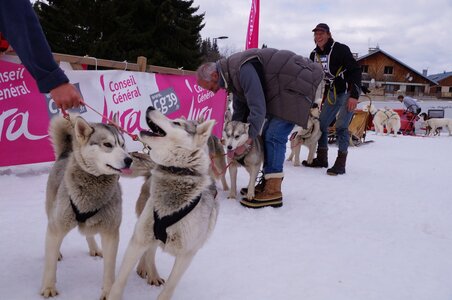 Course de chiens de traineau La Pesse 2013, DSC02954  Copier 