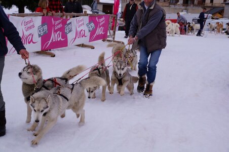 Course de chiens de traineau La Pesse 2013, DSC02958  Copier 