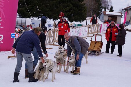 Course de chiens de traineau La Pesse 2013, DSC02960  Copier 