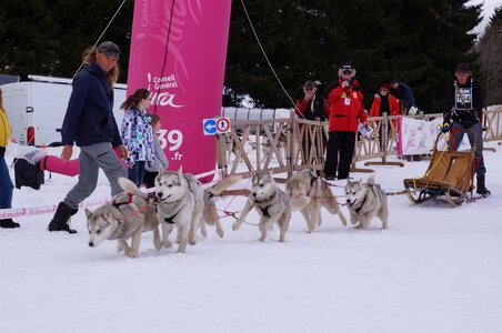 Course de chiens de traineau La Pesse 2013, DSC02962  Copier 