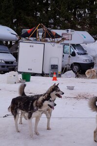 Course de chiens de traineau La Pesse 2013, DSC02967  Copier 